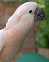 cockatoo