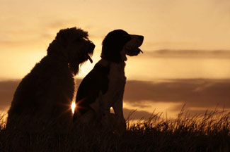 dogs_sunset