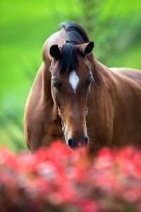 shy horse