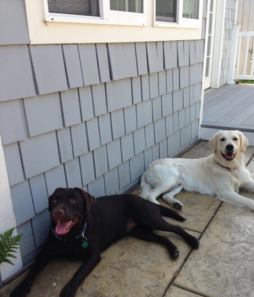 Who's the True Alpha Dog Here? Animal Self Empowerment